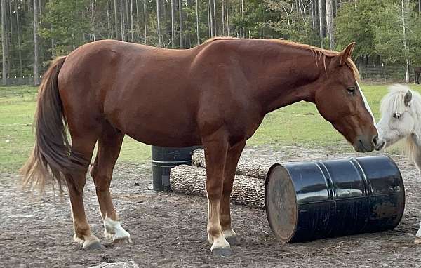 blaze-hind-fetlock-horse