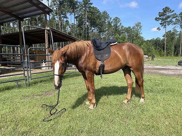 adoptable-mustang-horse