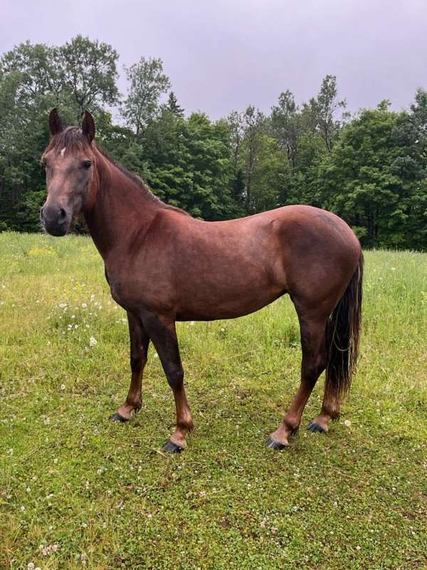 cross-foundation-filly