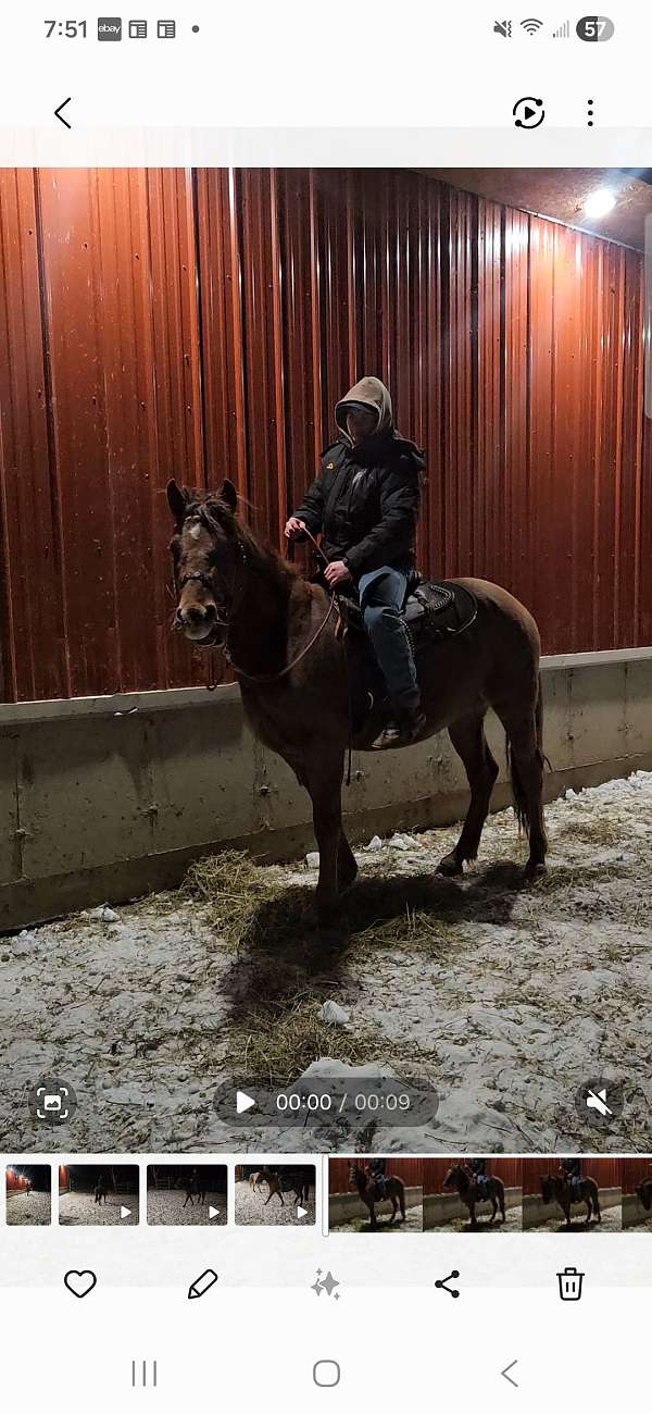 delivery-morgan-horse