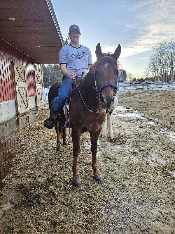 cross-foundation-friesian-morgan-horse