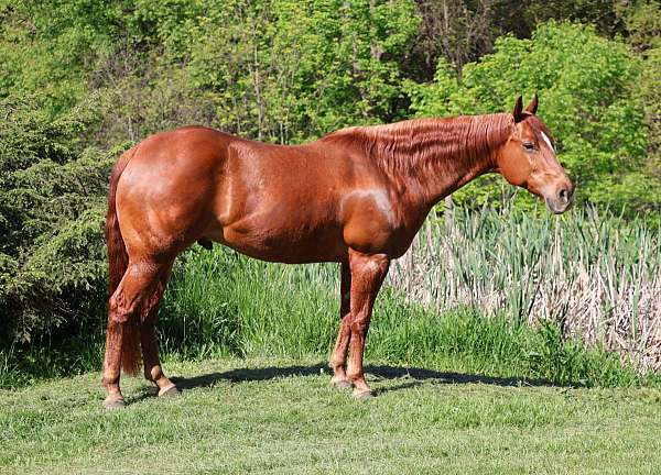quarter-horse-gelding