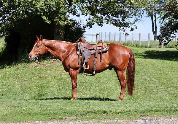 quarter-horse-for-sale