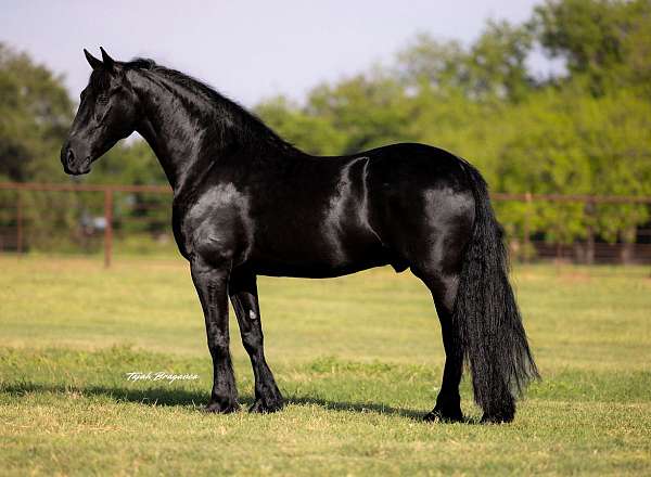 athletic-friesian-horse