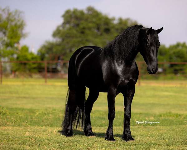 cross-friesian-horse