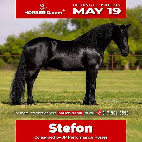all-around-friesian-horse