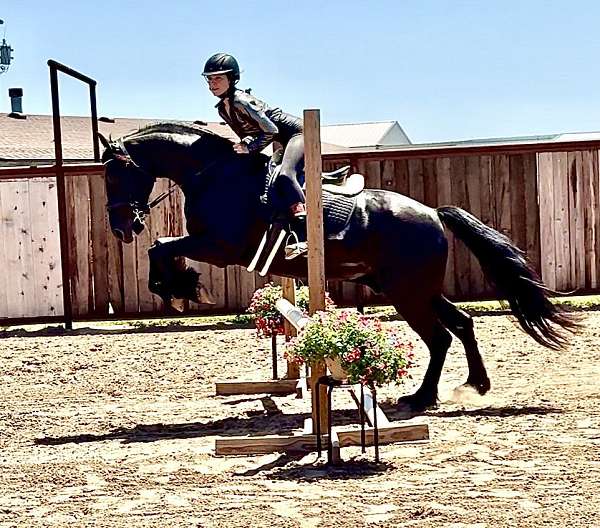 dressage-friesian-horse