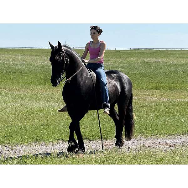 flashy-friesian-horse