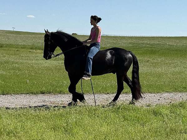husband-safe-friesian-horse
