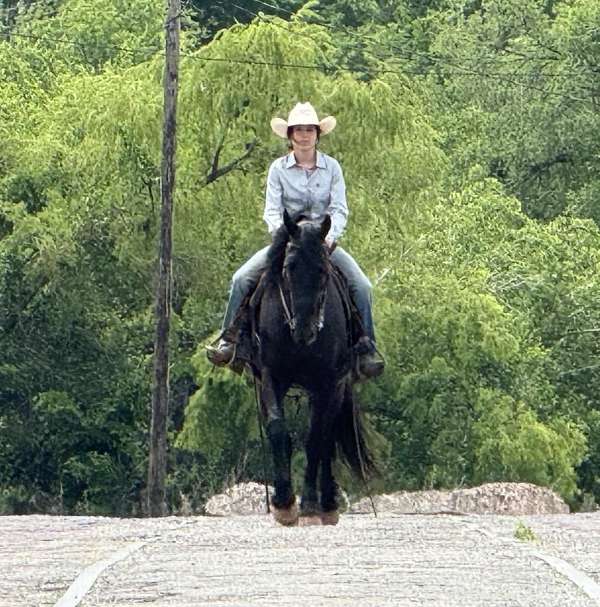 parade-friesian-horse