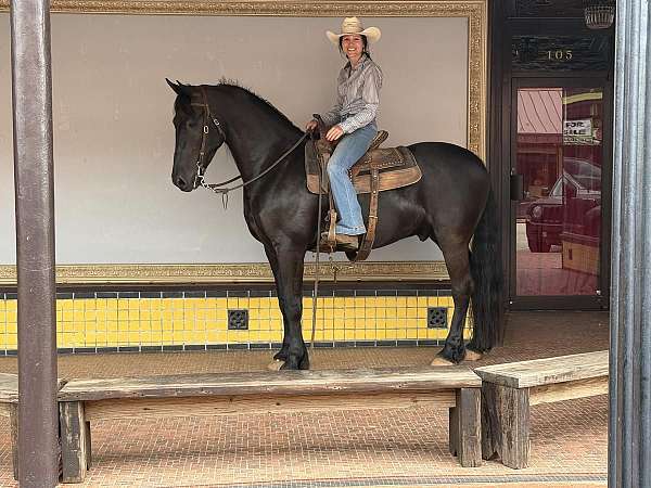 performance-friesian-horse