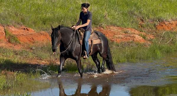 ridden-western-friesian-horse