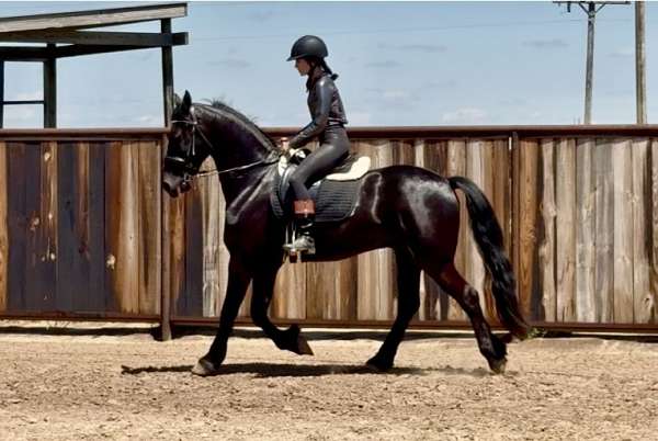 show-friesian-horse