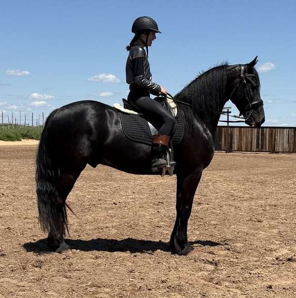 trail-friesian-horse