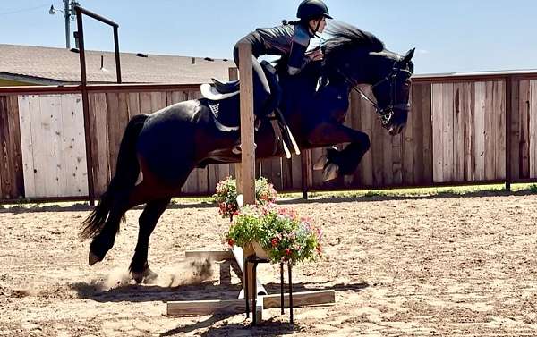 trail-riding-friesian-horse