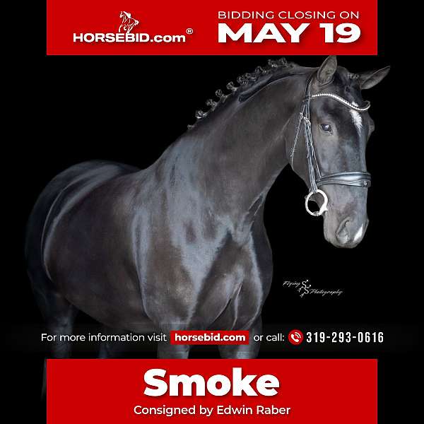 black-all-around-horse