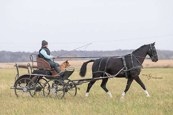 black-athletic-horse