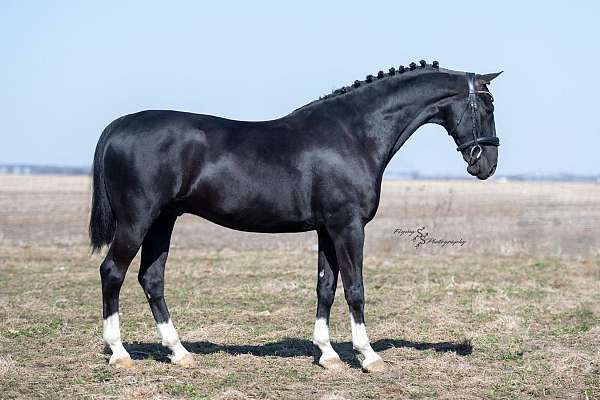 black-driving-horse