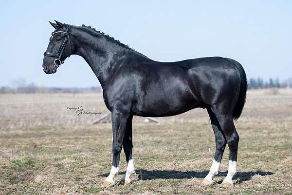 black-flashy-horse