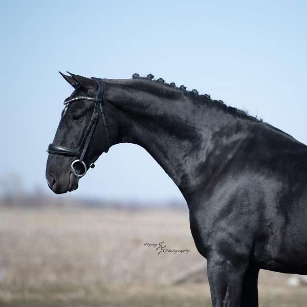 black-husband-safe-horse