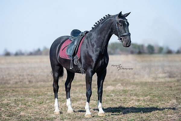 black-parade-horse