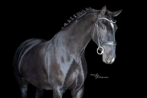 black-performance-horse