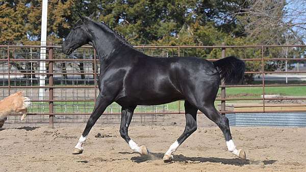 black-ridden-english-horse