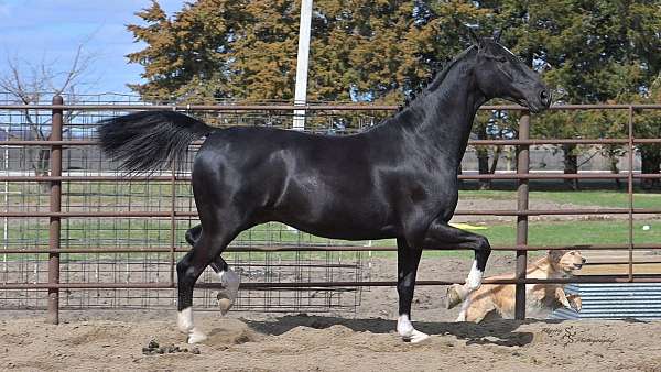 black-ridden-western-horse