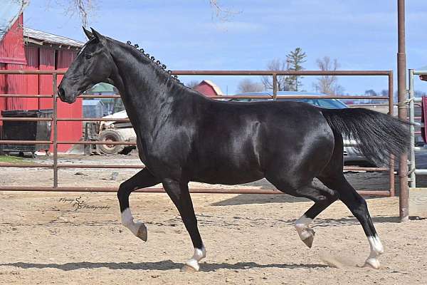 black-show-horse