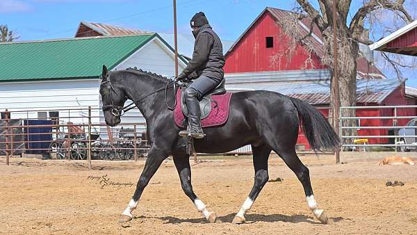 black-sporthorse