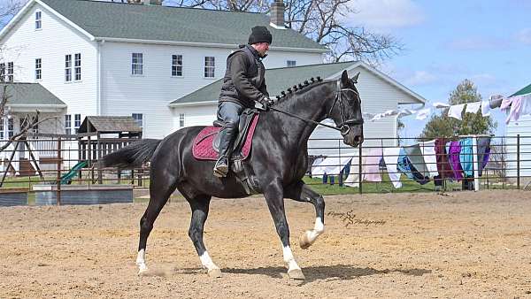 black-sport-horse