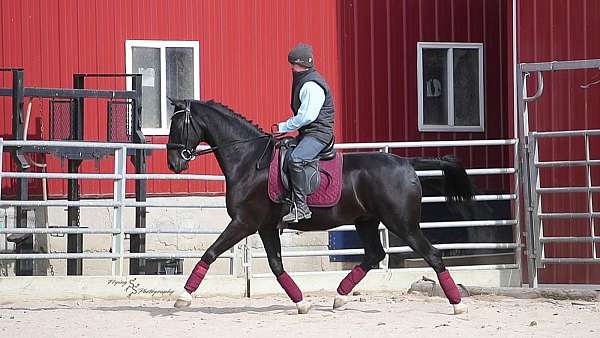 black-trail-horse