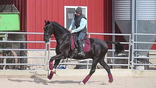 black-trail-riding-horse
