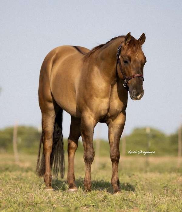 calf-roping-quarter-horse