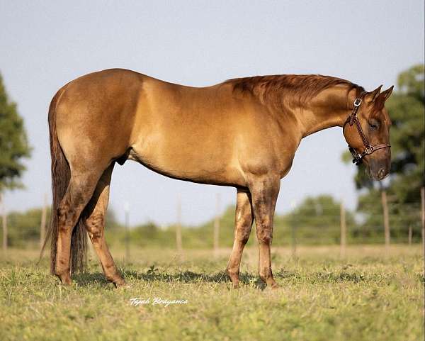 athletic-quarter-horse