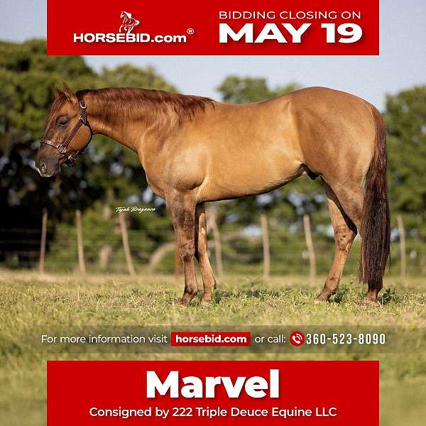 all-around-quarter-horse