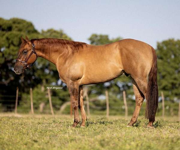 flashy-quarter-horse