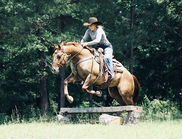 performance-quarter-horse