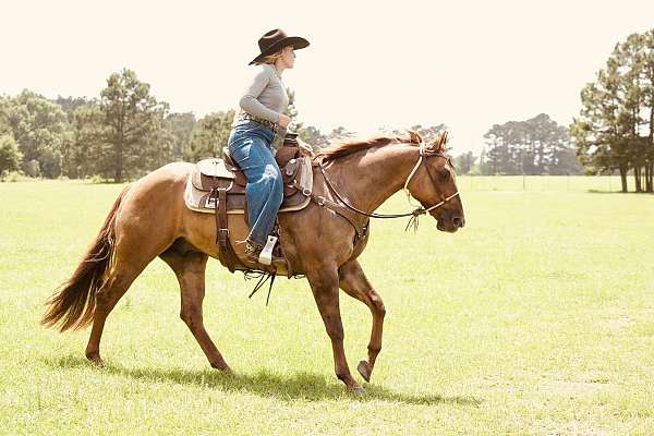 ranch-quarter-horse