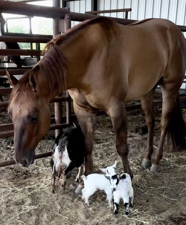 roping-quarter-horse