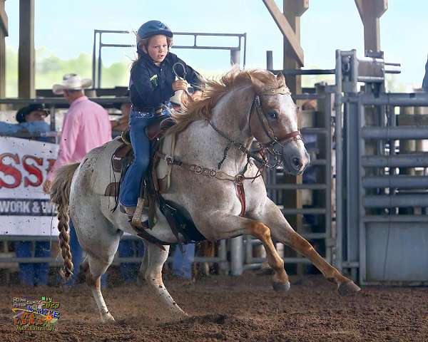 athletic-appaloosa-horse