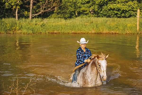 barrel-appaloosa-horse
