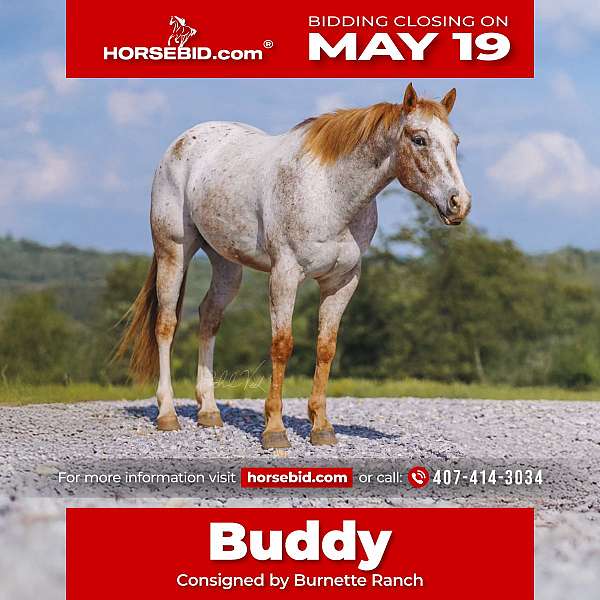 all-around-appaloosa-horse