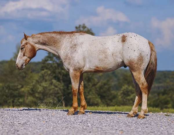 flashy-appaloosa-horse