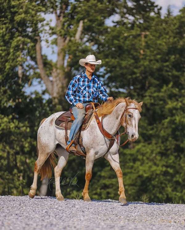 husband-safe-appaloosa-horse