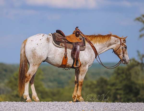 kid-safe-appaloosa-horse