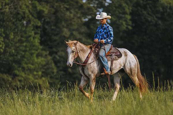 parade-appaloosa-horse