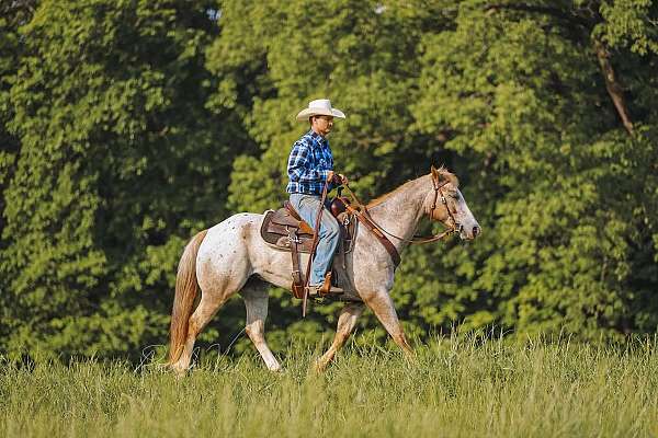 performance-appaloosa-horse