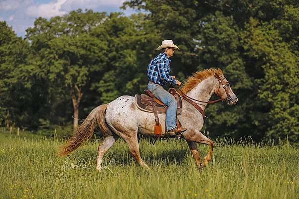 ranch-appaloosa-horse