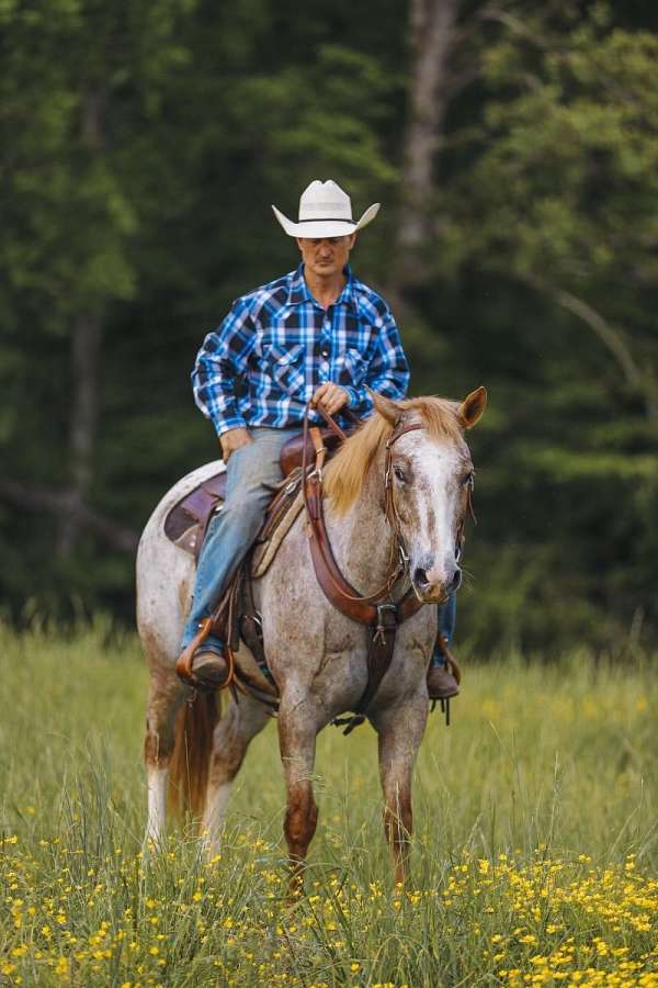 ranch-versatility-appaloosa-horse
